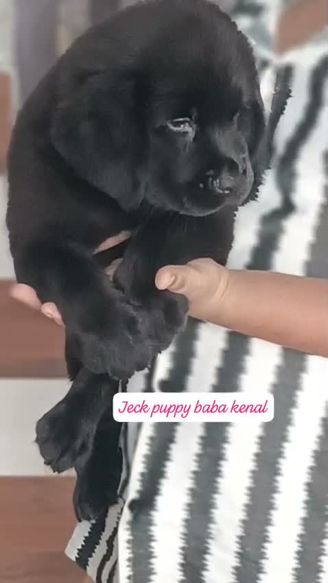 Beagle Black & Tan Puppy, farm video
