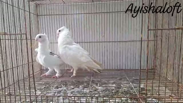 Satin Pigeon, farm video