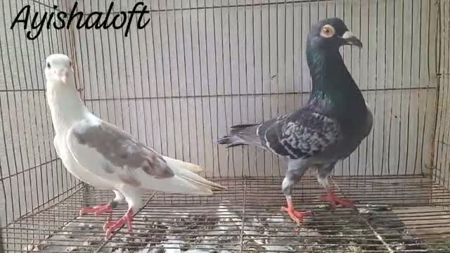 Satin Pigeon, farm video