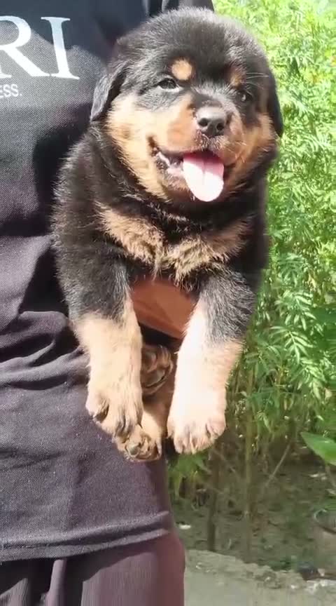 Rottweiler Puppy, farm video
