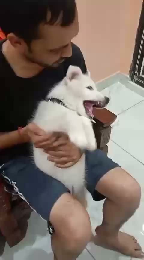 Siberian Husky Puppy | Black & White Color, farm video