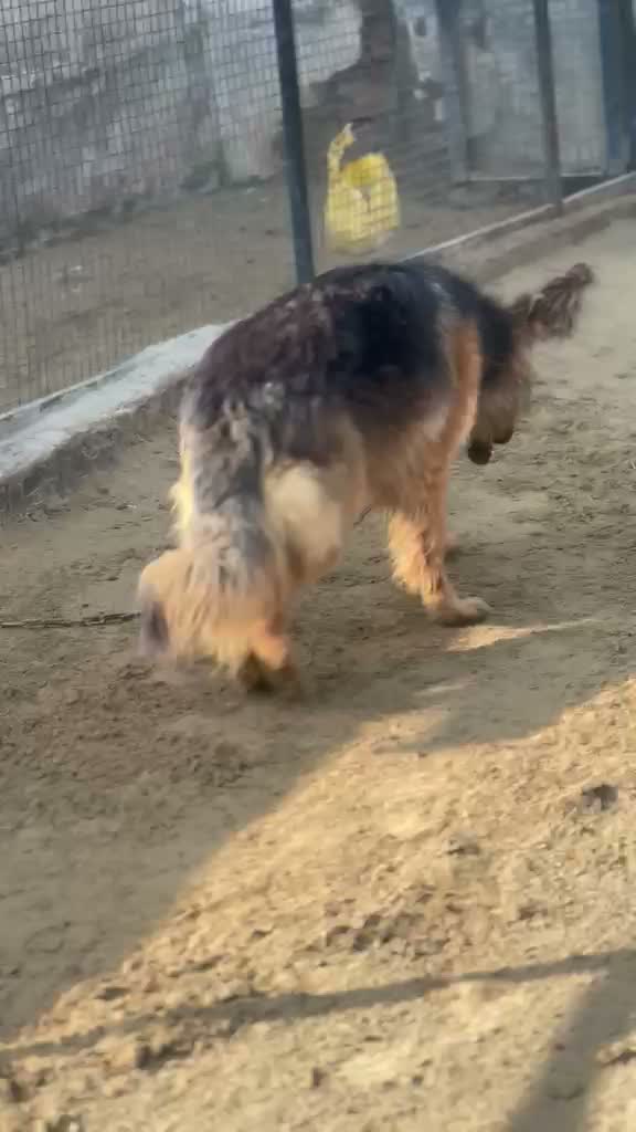 German Shepherd Puppy, farm video