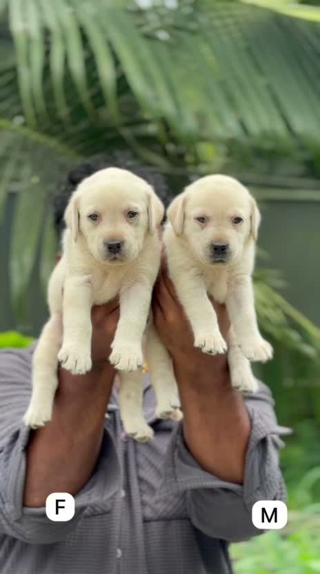 Beagle Black & Tan Puppy, farm video