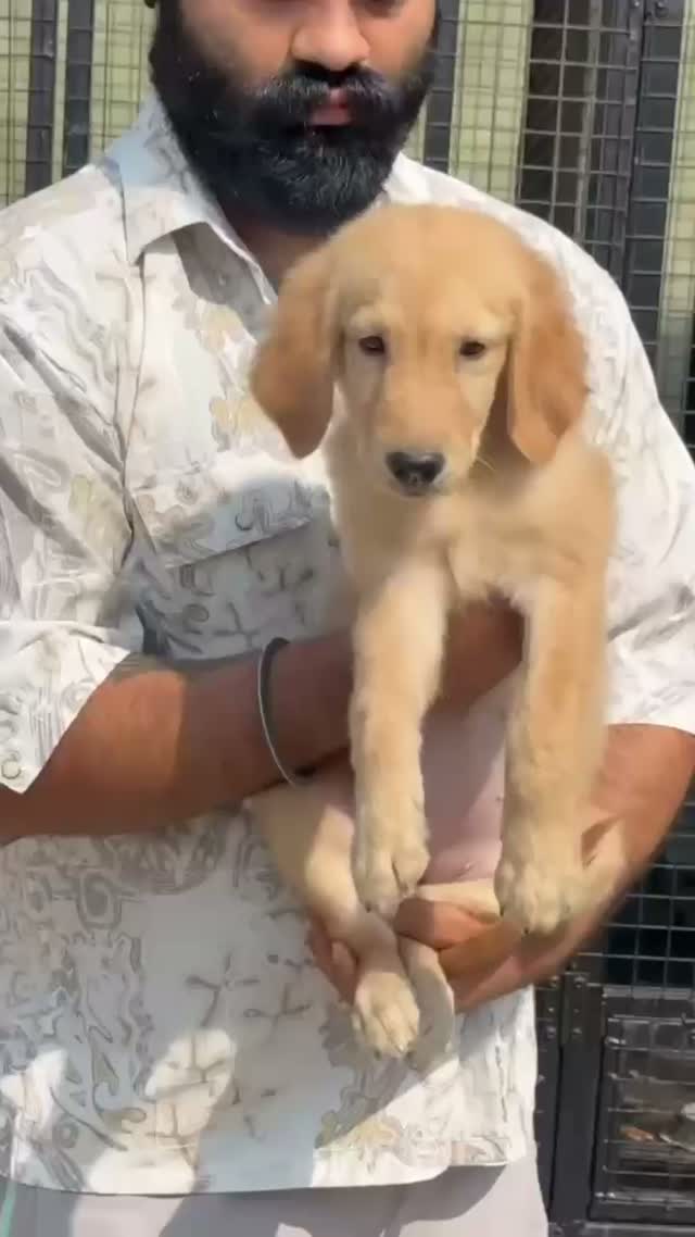 Beagle Black & Tan Puppy, farm video