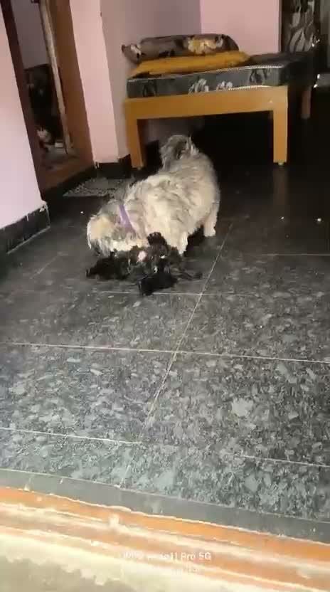 Shih Tzu | Black Color, farm video