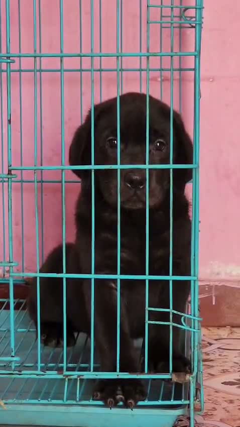 Dachshund Puppy | Brown, farm video