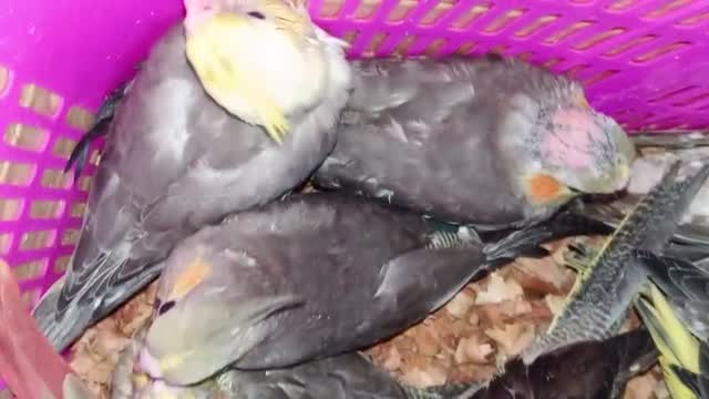 Cockatiel, farm video