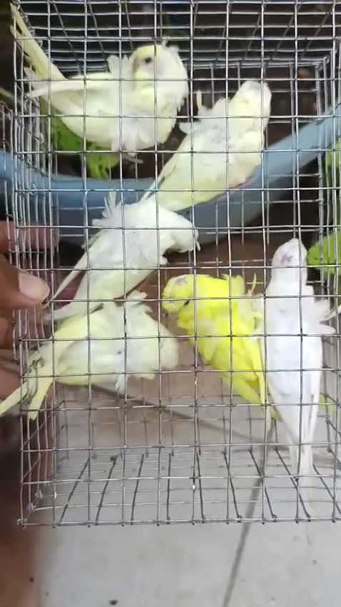 Helicopter Budgies, farm video