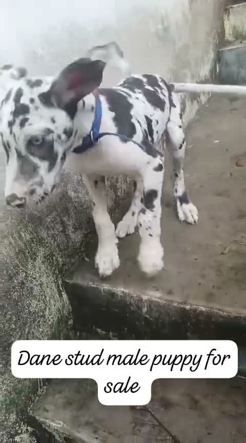 Great Dane Puppy, farm video