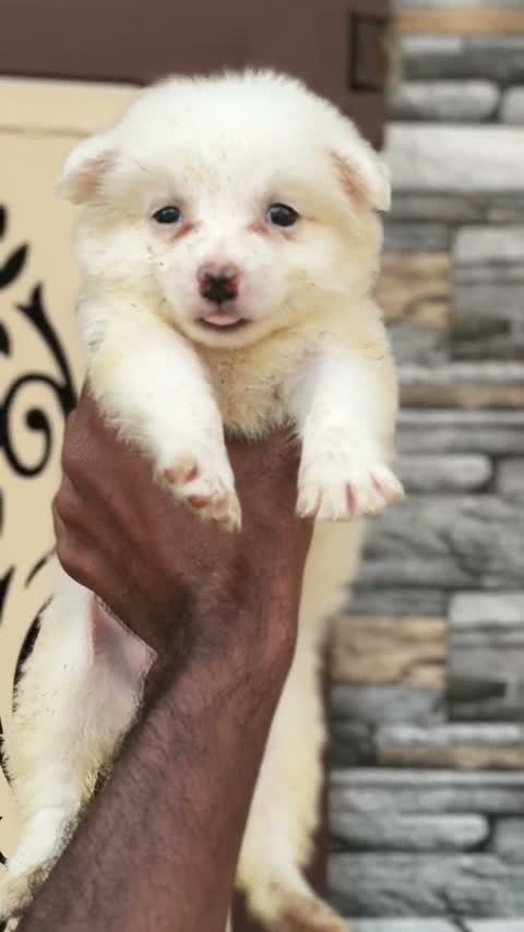 Pomeranian Puppy, farm video
