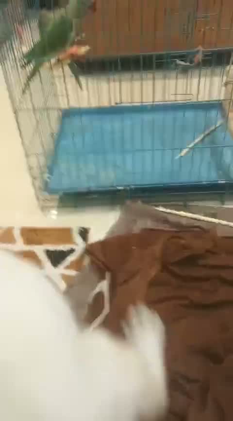 Beagle Black & Tan Puppy, farm video
