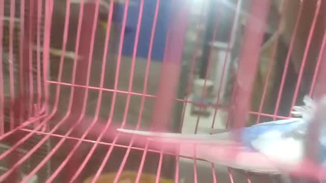 Budgies | Fallow, farm video