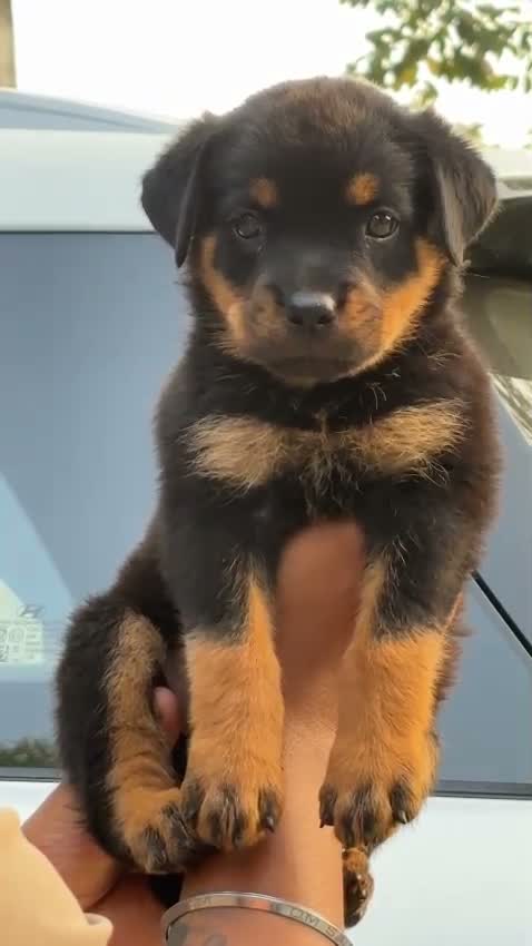 Rottweiler Puppy, farm video