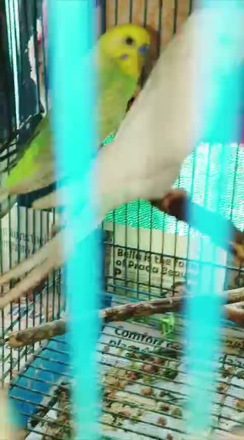 English Mastiff Puppy, farm video