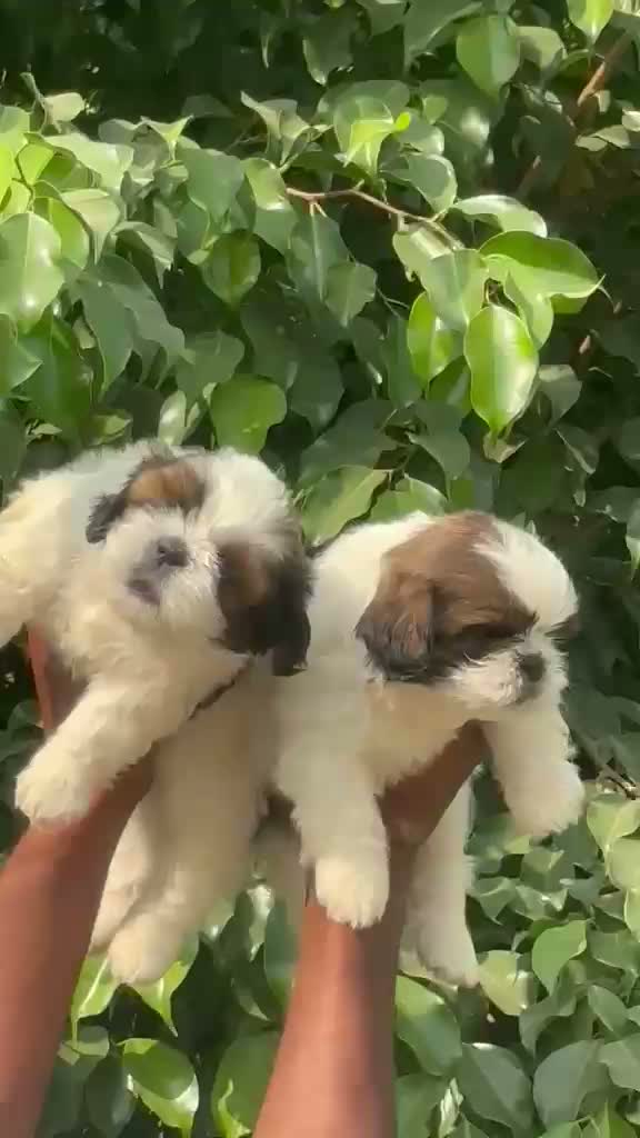 Shih Tzu | Black Color, farm video