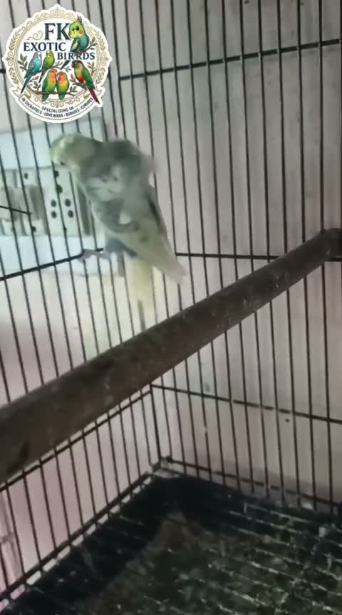 Budgies | Fallow, farm video