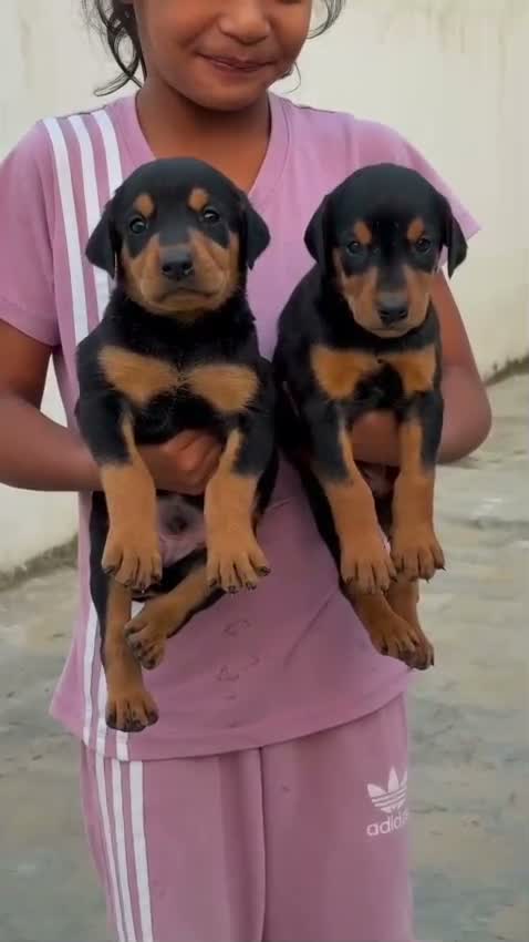 Doberman Pinscher Puppy, farm video