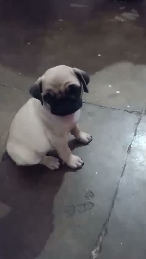 Pug Puppy, farm video