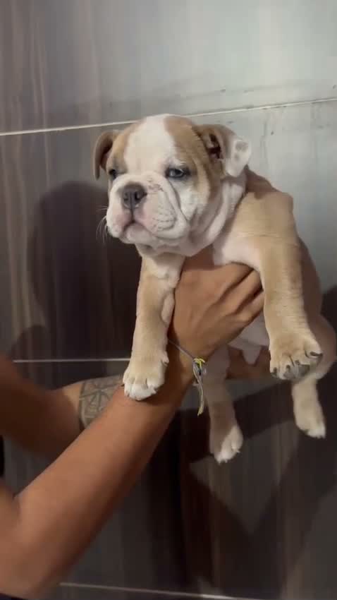 French Bulldog Puppy, farm video