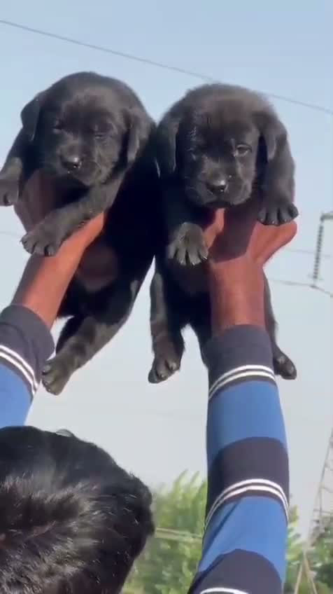 Beagle Black & Tan Puppy, farm video