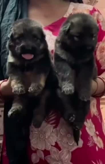 German Shepherd Puppy, farm video