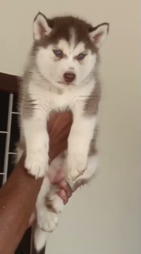 Siberian Husky Puppy | Black & White Color, farm video