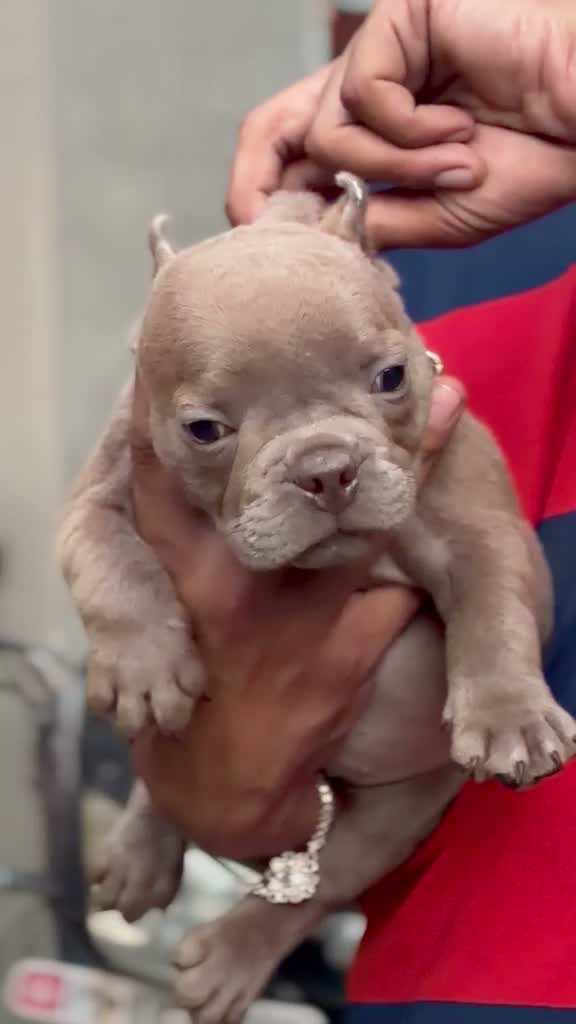 American Bully Pocket Size Puppy, farm video