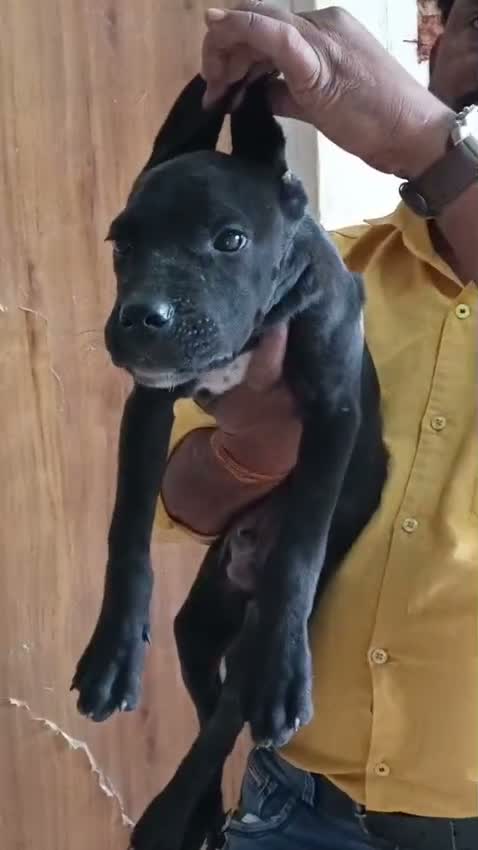 Cane Corso Puppy, farm video
