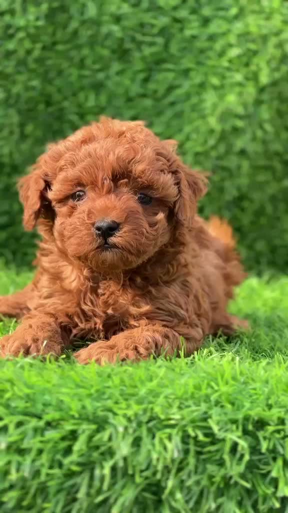 Standard Poodle Puppy, farm video
