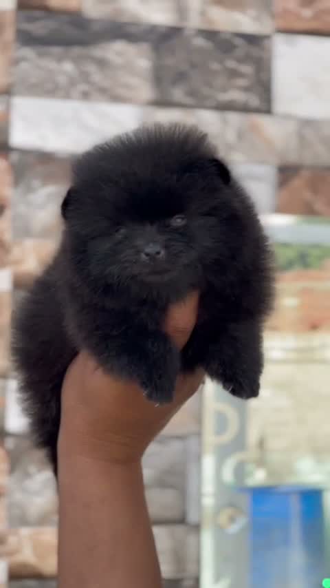 Pomeranian Puppy, farm video