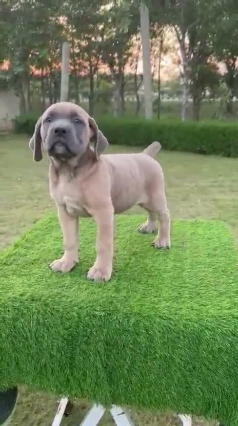 Cane Corso Puppy, farm video