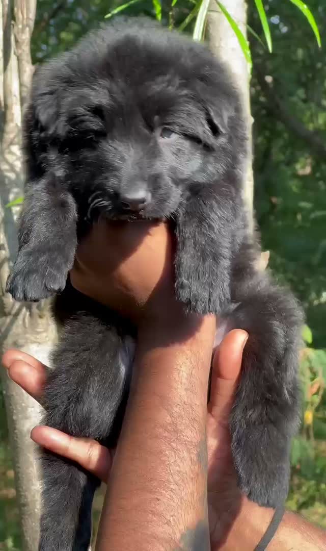 German Shepherd Puppy, farm video