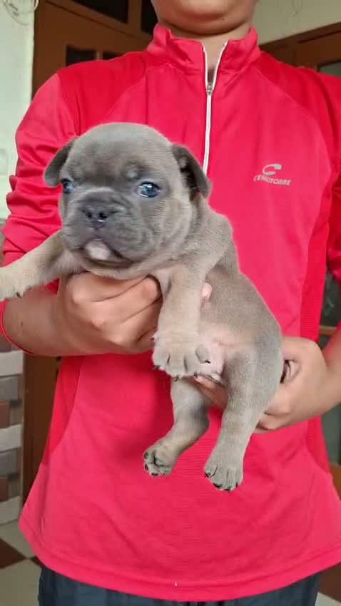French Bulldog Puppy, farm video
