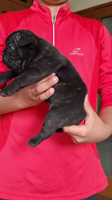 French Bulldog Puppy, farm video