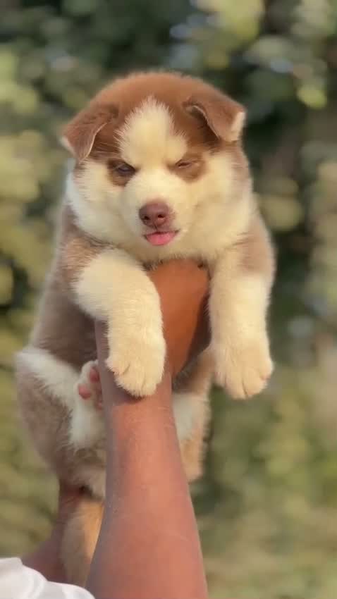 Siberian Husky Puppy | Black & White Color, farm video