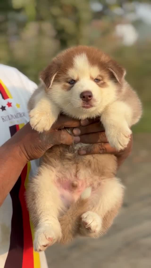 Siberian Husky Puppy | Black & White Color, farm video