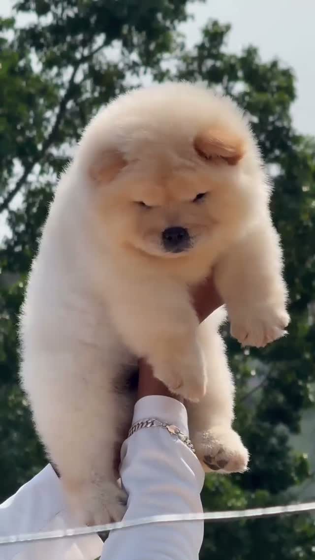Chow Chow Puppies, farm video