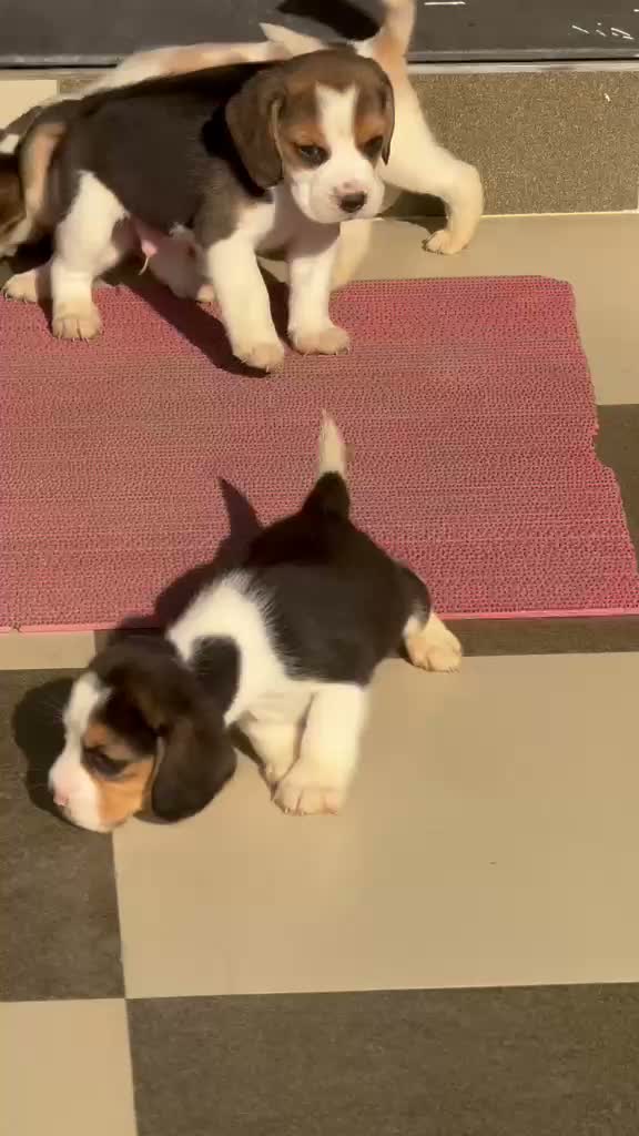 Beagle Black & Tan Puppy, farm video
