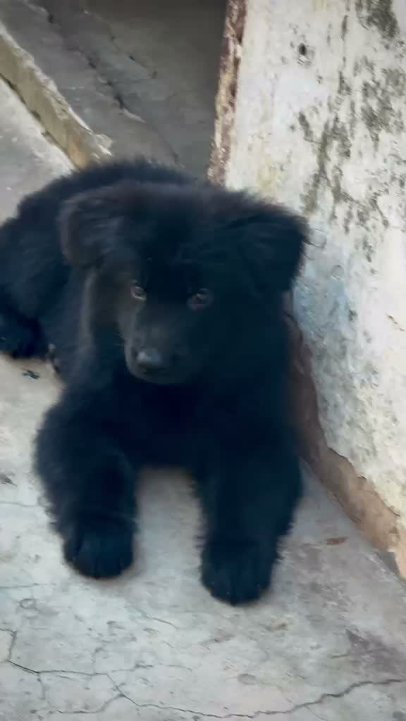 German Shepherd Puppy, farm video