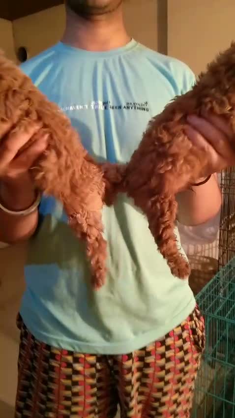 Standard Poodle Puppy, farm video