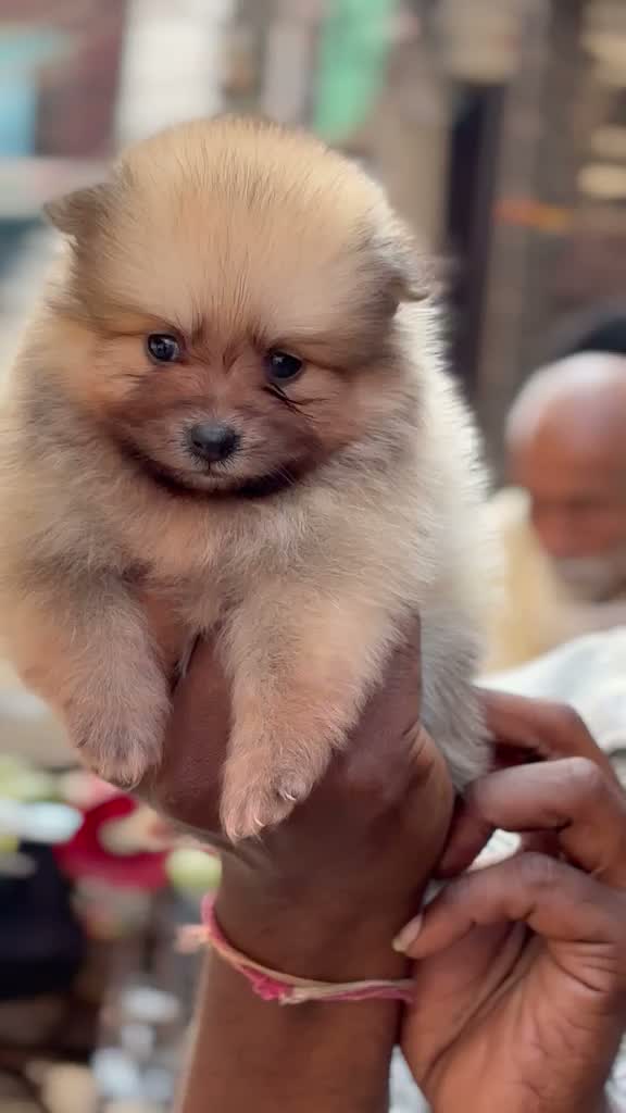 Pomeranian Puppy, farm video