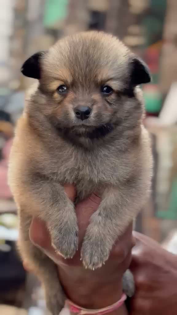 Pomeranian Puppy, farm video
