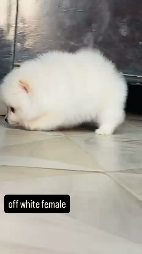 Pomeranian Puppy, farm video