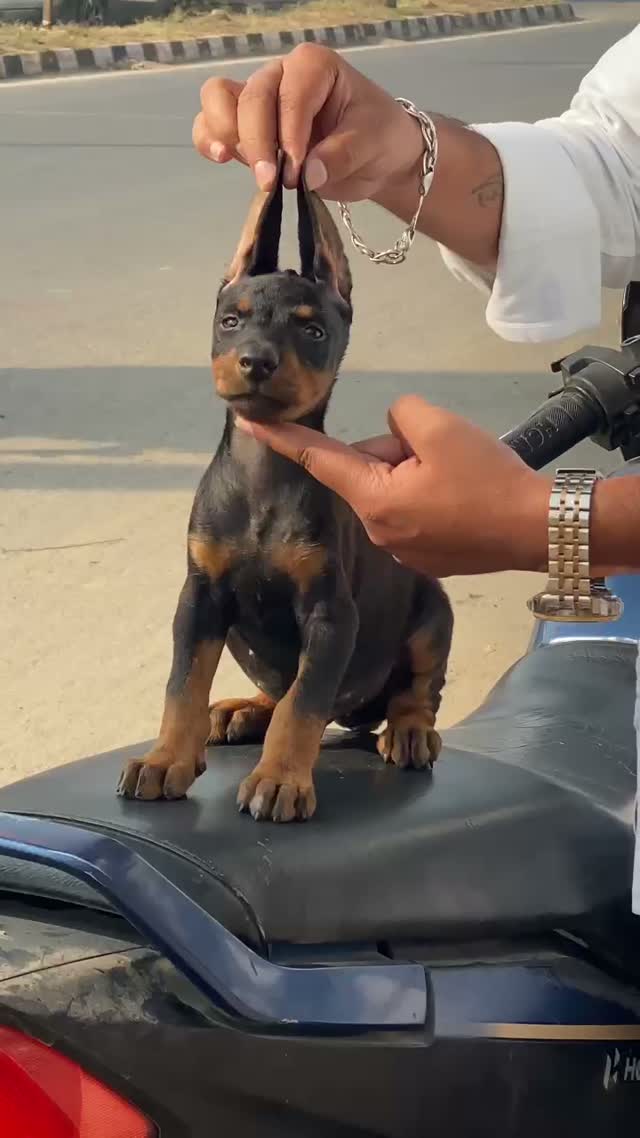 Doberman Pinscher Puppy, farm video