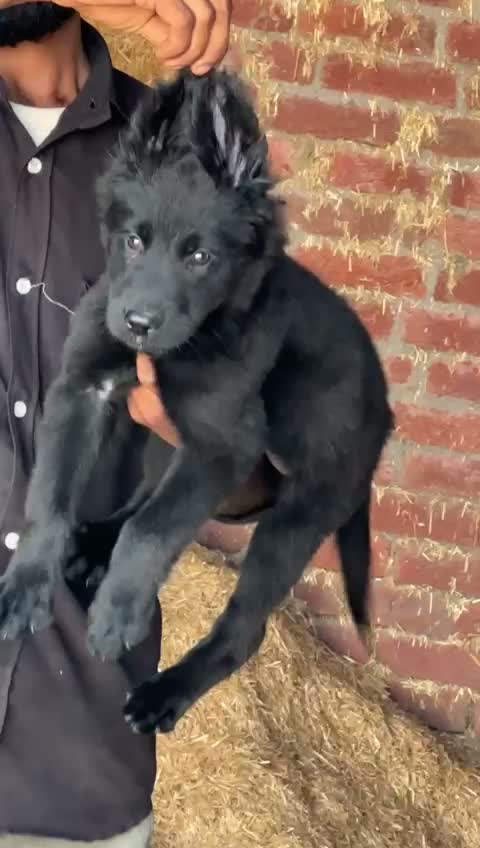 German Shepherd Puppy, farm video