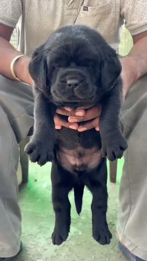 Beagle Black & Tan Puppy, farm video