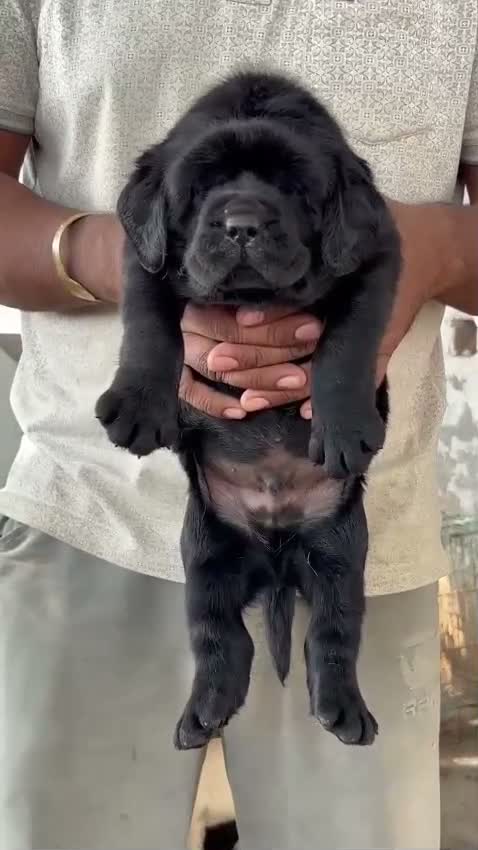Beagle Black & Tan Puppy, farm video