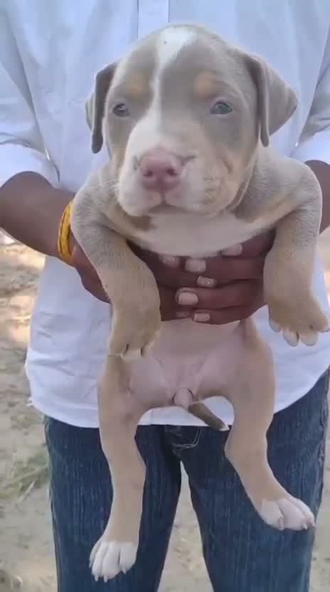 American Bully Pocket Size Puppy, farm video