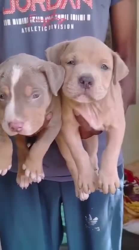 American Bully Pocket Size Puppy, farm video