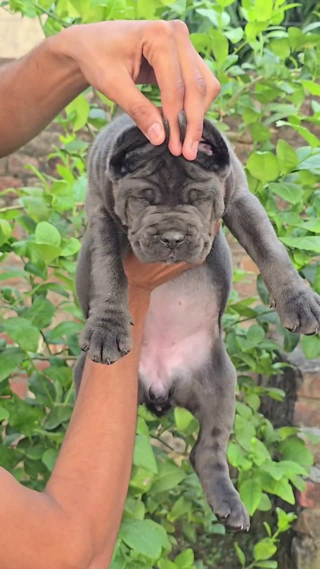 Cane Corso Puppy, farm video